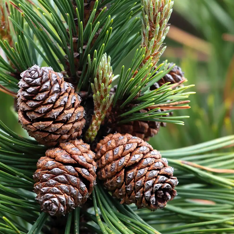 EAP Innovations Classic Pine Fragrance Oil, 1 lb