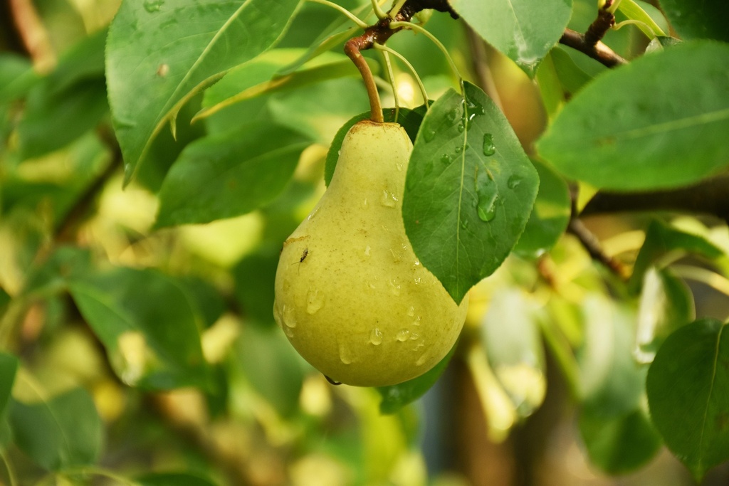 Honey Pear Bulk Fragrance Oil for Candles, Wax Melts, Soap, Room Sprays and Reed Diffusers