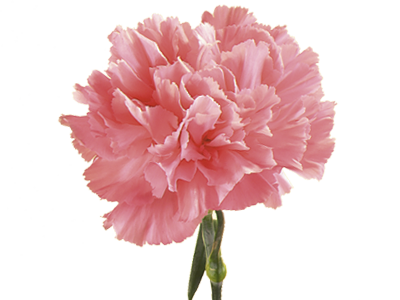 [UAE01038/00-16] EAP Innovations Carnation Candle Fragrance Oil 16 oz