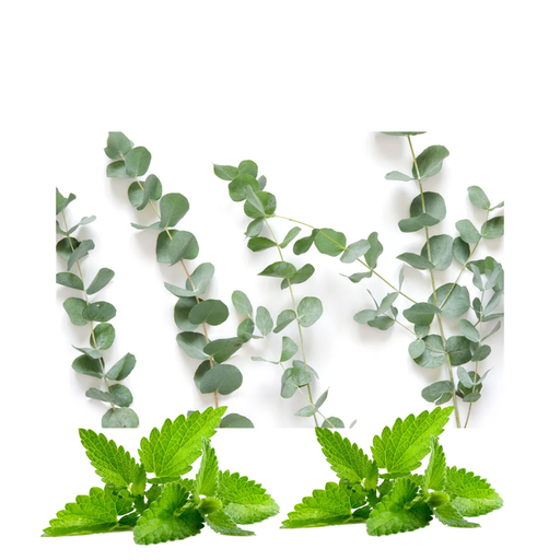 [57084] EAP Innovations Eucalyptus Snow Mint Fragrance Oil, 1 lb